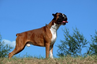 German Boxer, yellow, German Boxer, outside, outdoor, side, male, tail docked, dock, bob