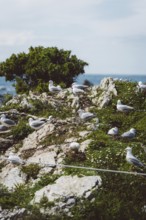 Several gulls gather on rocky, green coastal terrain, Kaikoura, New Zealand, Oceania