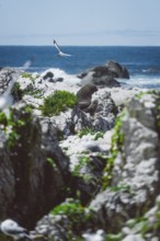 A bird flies over rocky cliffs on the coast with undulating sea, Kaikoura, New Zealand, Oceania