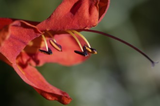 Red flower macro over green blur background, outdoors