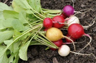 Radish (Raphanus sativus var. sativus)