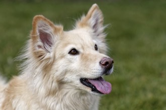 Shepherd Golden Retriever crossbreed