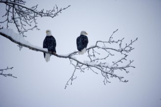 Bald Eagle (haliaeetus leucocephalus), Birds covered by Snow, Haines in Alaska