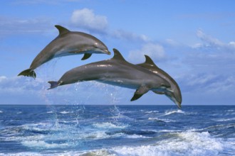 Bottlenose Dolphins (Tursiops truncatus)