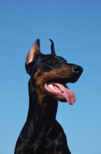 Doberman Pinscher, cropped ears