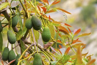 Avocado am Baum, many fresh avocado fruits on the tree in an orchard
