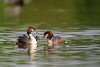 Two great crested grebe (Podiceps cristatus) interacting affectionately in the calm waters of a