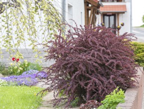 Blood barberry (Berberis thunbergii 'Atropurpurea')