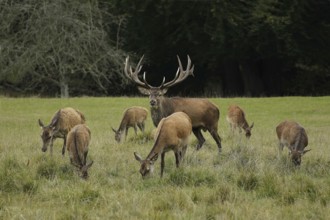 Red Deer (cervus elaphus), Stag and Females, Sweden, Europe