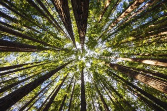 The tranquil Cement Creek Redwood Forest near Warburton in Victoria, Australia, Oceania