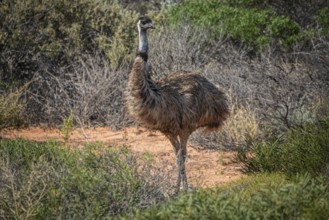 Emu (Dromaius novaehollandiae), adult, in its habitat, Kalbarri National Park, Western Australia,
