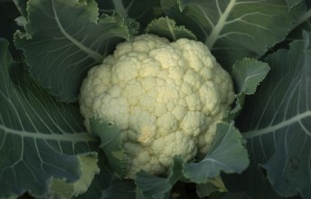 Close-up of a cauliflower head nestled amongst its vibrant green leaves. A fresh, healthy vegetable