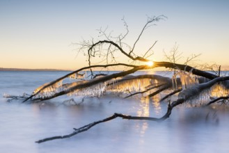 Sunrise behind icy branches on a calm lake, wintry atmosphere, Hörnle, Constance, Lake Constance,