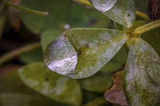 Macro photograph of a green clover leaf (Trifolium) with water droplets, Jena, Thuringia, Germany,