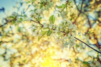 View on branch of cherry tree with blossoming flowers in morning instagram stile