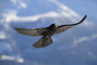 Alpine chough (Pyrrhocorax graculus) in flight, Belalp, Naters, Brig, Canton Valais, Switzerland,