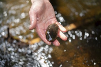Freshwater pearl mussel (Margaritifera margaritifera), aufHand, Eifel, North Rhine-Westphalia,