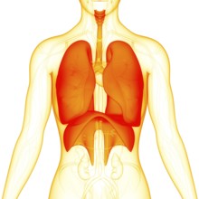3D Illustration Concept of Human Respiratory System Lungs with Diaphragm Anatomy
