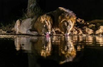 Animals, mammal, two male lions drinking water at a waterhole, night shot, reflection, (Panthera
