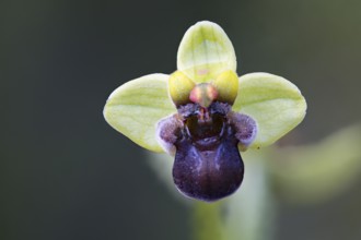 Drone orchid, Ophrys bombyliflora, Portugal, Europe