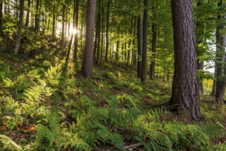 Sunbeams break through a dense forest with mixed trees and illuminate ferns on the ground, Lügde,