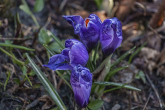 Violet crocuses still partially closed in a garden soil, Weseke, Borken, Westphalia, Germany,