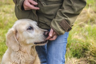Detail eines älteren Golden Retrievers, der ein Leckerli bekommt