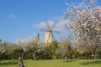 Restaurant in windmill, Santa Maria del Cami, Majorca, Balearic Islands, Spain, almond blossom,