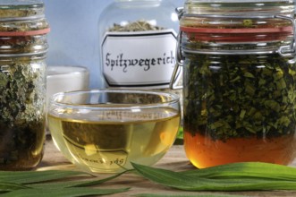 Ribwort plantain (Plantago lanceolata), cup of ribwort tea, ribwort honey, honey