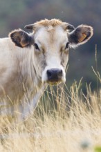Cow in Prato Nevoso, Piedmont, Italy, Europe