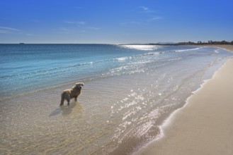 Pinedo dogs beach in Valencia at Mediterranean sea of Spain