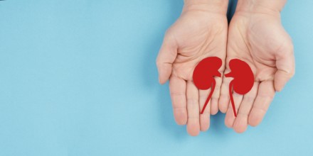 Hands holding a kidney, paper cut out, world kidney day, health problems, organ transplantation,