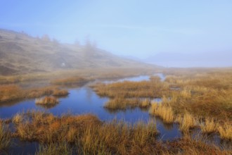 Upland moor in the fog, Tyrol, Austria, Europe