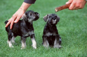 Miniature Schnauzer, Pepper-and-Salt, Puppies, 7 weeks, Initial Training