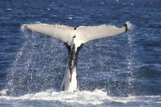 Humpback whale fluke diving, Hervey Bay, Queensland