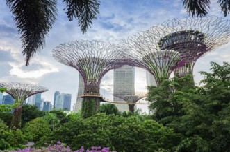 View of some of the Supertrees in the Garden by the Bay, Singapore, Republic of Singapore, Asia
