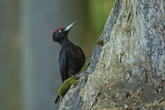 Male black woodpecker sitting on a tree trunk, looking right