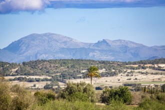 View over Majorca's hinterland Es Pla, Tramuntana mountains in the background, wide landscape with