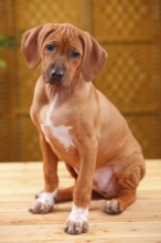 Rhodesian Ridgeback, puppy, 10 weeks