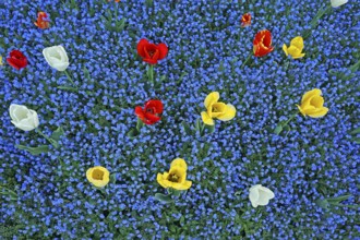 Blooming tulips, Tulipa, with blue forget-me-nots Myosotis sylvatica, Botanical Garden, Villa