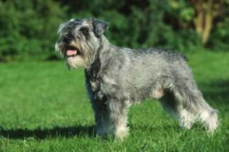 Miniature Schnauzer, Pepper-and-Salt