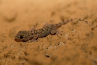 A 3 cm long juvenile of the wall gecko at night on the wall in side view