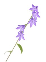 Purple bell shaped flowers on a stem. Creeping bellflower isolated on white