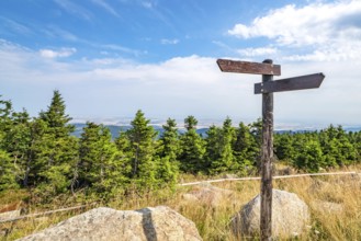 Wooden sign showing different directions on the top of a hill with pine trees