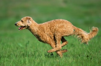 Large Poodle, apricot, shorn, King Poodle, lateral