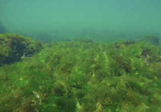 Rock reef covered with green algae Sea Lettuces (Ulva maeotica) in Black sea, Odessa, Ukraine,