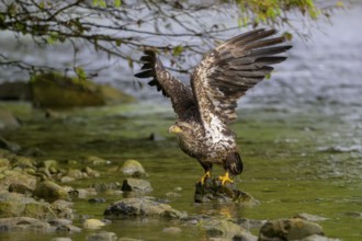 A bald eagle, Haliaeetus leucocephalus, spreads its wings over a river, trees in the background,