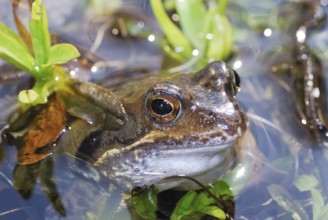 Grass frog lying in the water