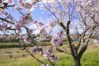 Pink almond tree flowers on early Mediterranean spring