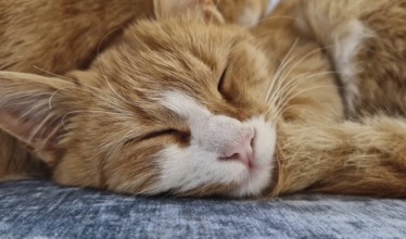 Closeup sleepy orange kitten takes a nap indoors on the sofa. Little ginger cat waking up from